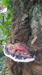 Image of the close up trunk of the side of a tree with a half moon shaped plate fungi growing out of it and a fallen red maple leaf on top of it. 